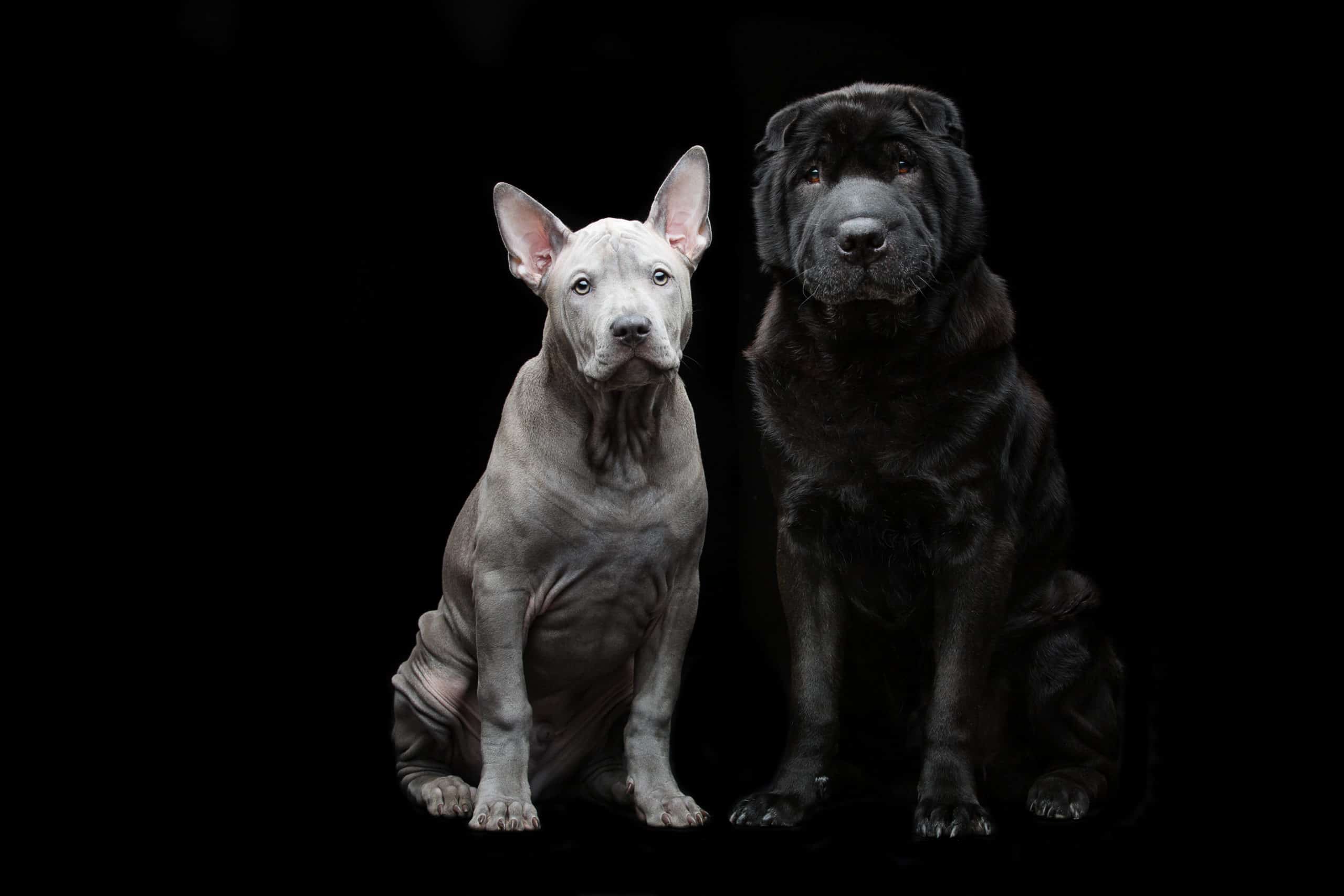 Beautiful old black purebred shar pei dog and cute blue thai ridgeback puppy sitting over black background. Copy space.